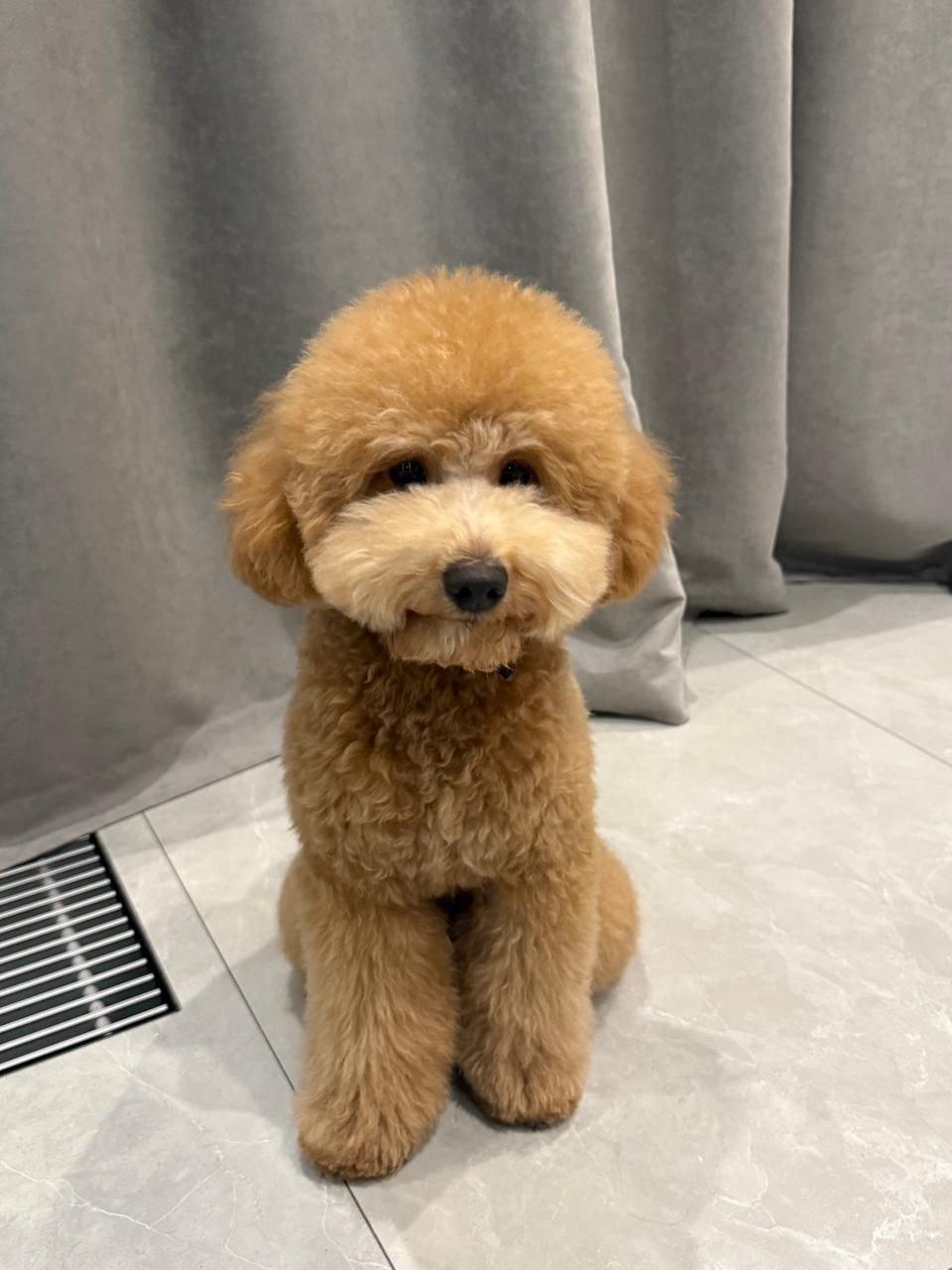 Фото Депутаты новосибирского Заксобрания показали своих домашних питомцев 4