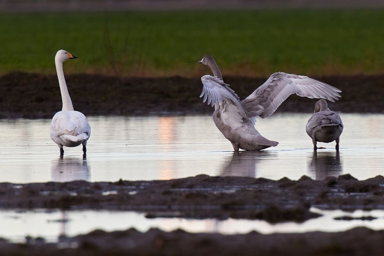 Забота горожан