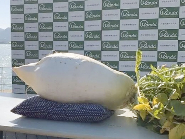 В Японии вырастили гигантскую редьку весом более 45 кг