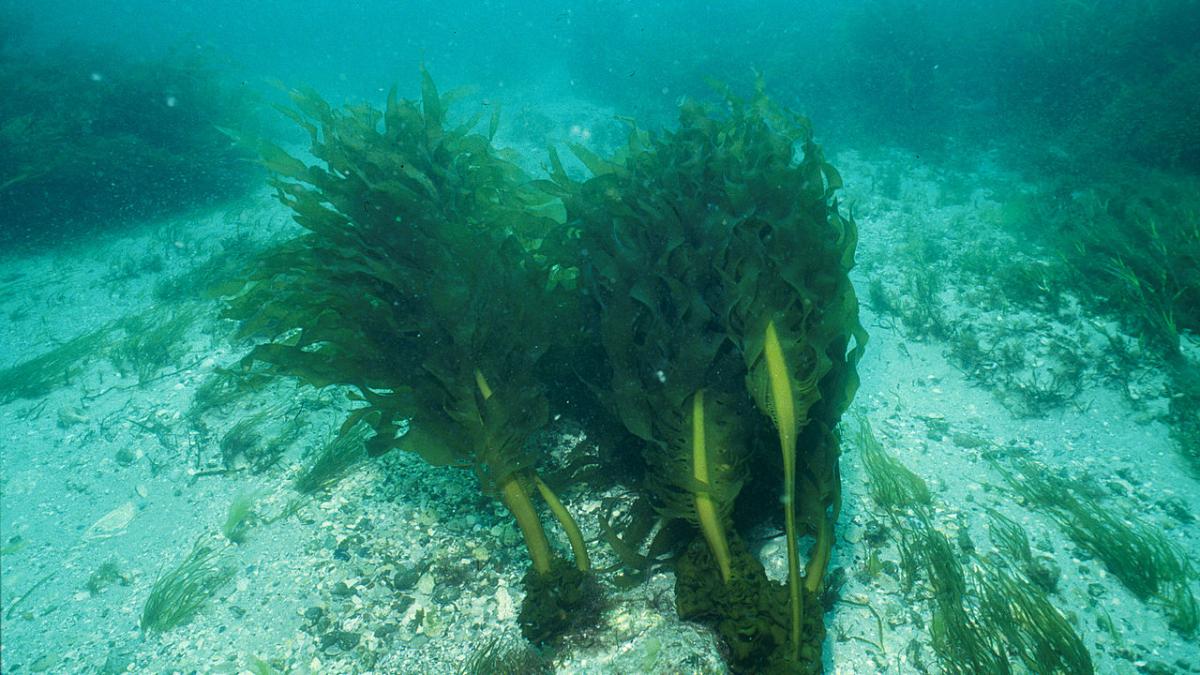 Морские водоросли