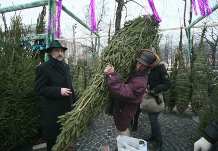 В Роскачестве дали советы, как выбрать хорошую живую ель к празднику