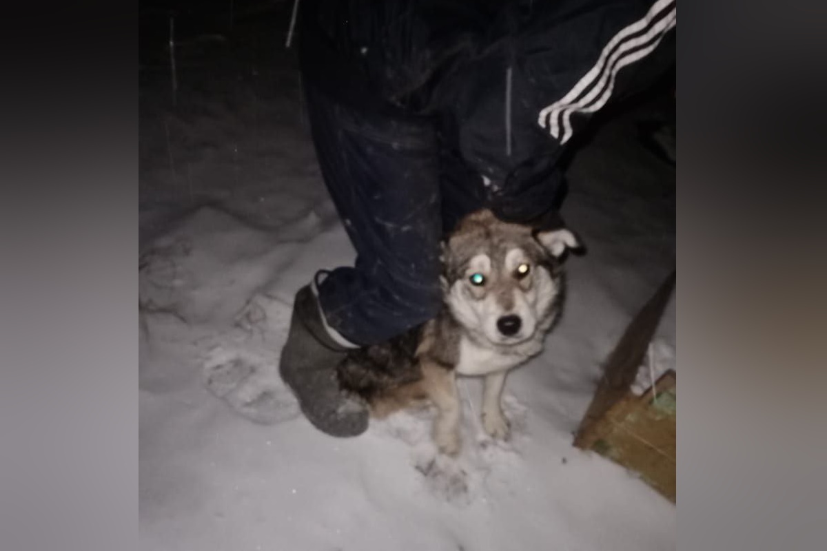 В якутии собаки напали на девочку 12. В якутске стая собак напала на женщину. Село сунтар, сунтарский улус, республика саха (якутия). В якутии собаки напали на девочку 12. В якутии собаки напали на девочку 12.