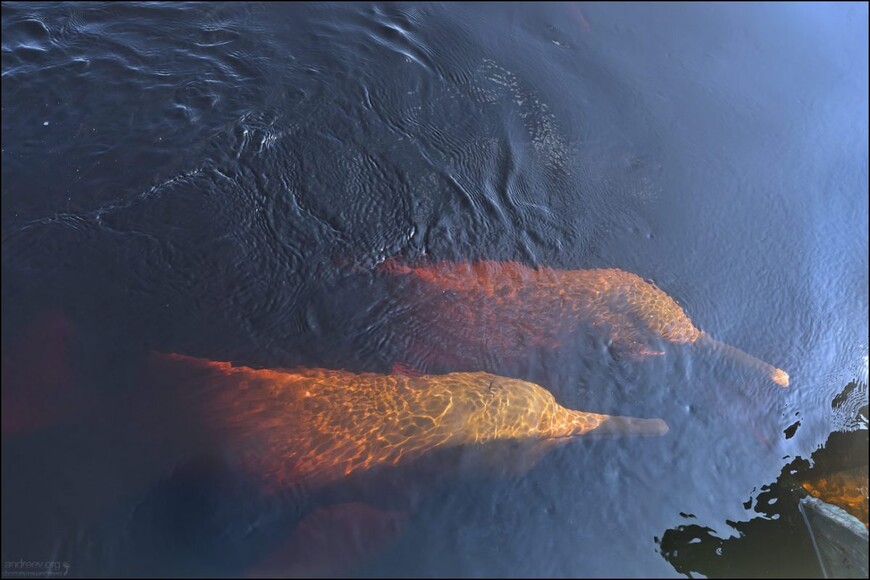 Розовые дельфины Черной реки