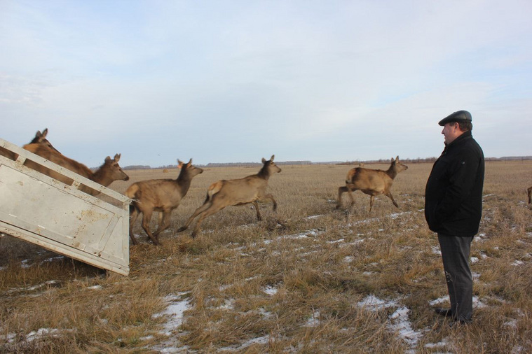 Фермеры планируют увеличить поголовье маралов до 3000
