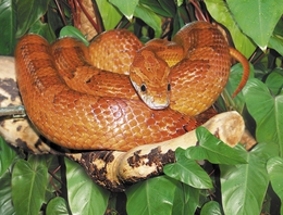 фото: Екатеринбургский зоопарк 