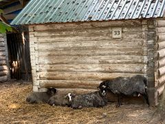 Собираетесь в зоопарк в Ельниковской роще Новочебоксарска - прихватите вкусняшек Зоопарк 
