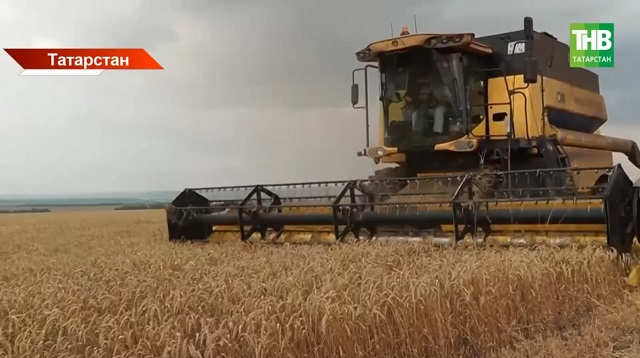 Масштабы потерь от дождей подсчитывают аграрии Татарстана