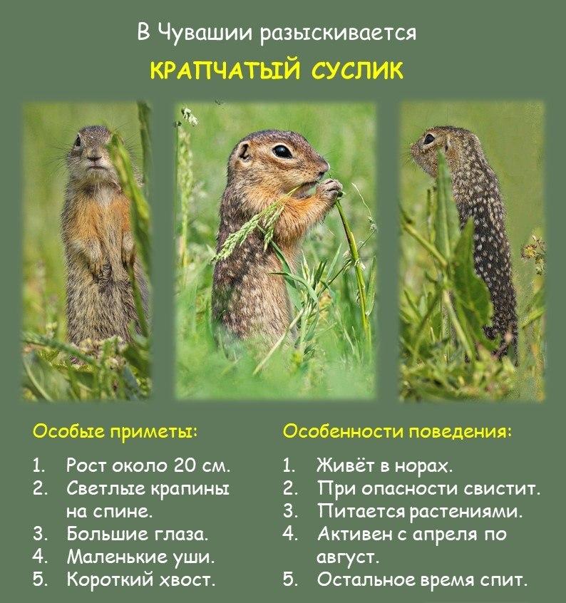 Суслика крапчатого разыскивают в Чувашии