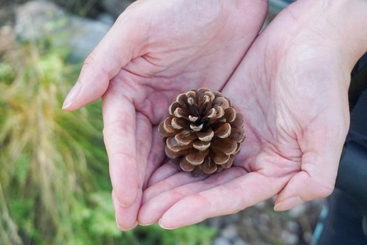 closeup-shot-pine-cone-middle-pair-hands-forest-cloudy-day_181624-27321.jpg