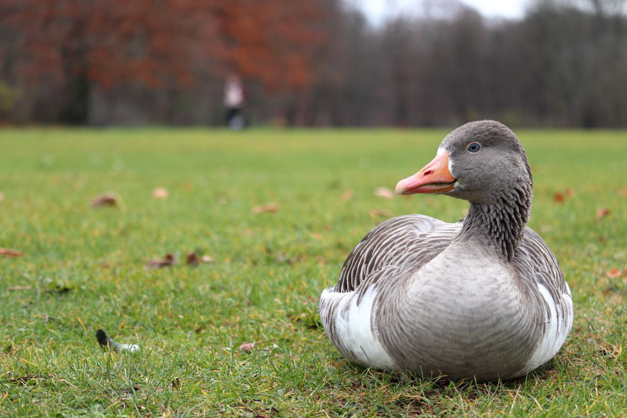 Duck звук. Гусь на фоне травы. Утка сидит. Серый утенок. Серая утка фото.