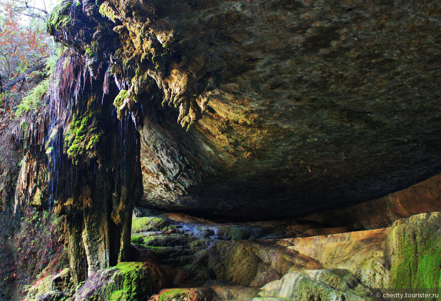 Жизнь на опушке леса