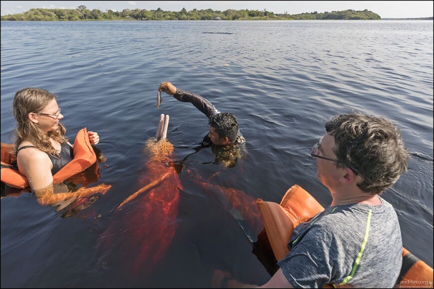 Розовые дельфины Черной реки