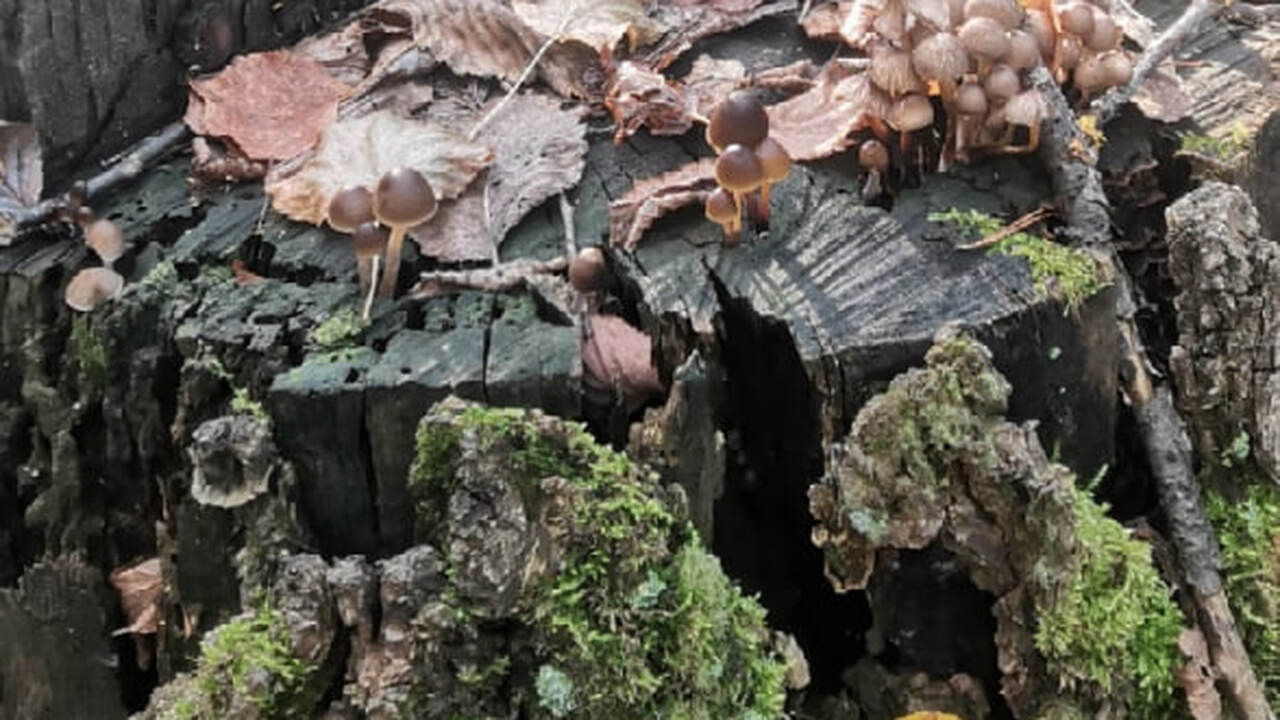 В окрестностях города Луга, Ленинградская облас...