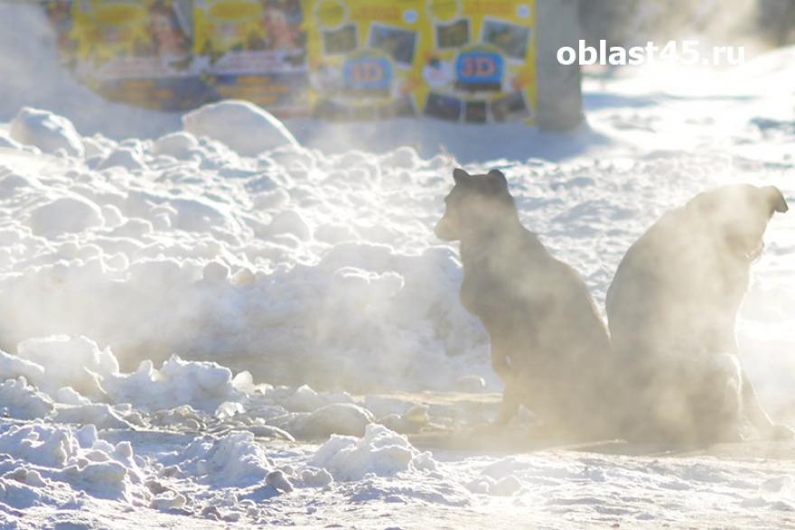 В Курганской области за год отловили больше тысячи бездомных животных