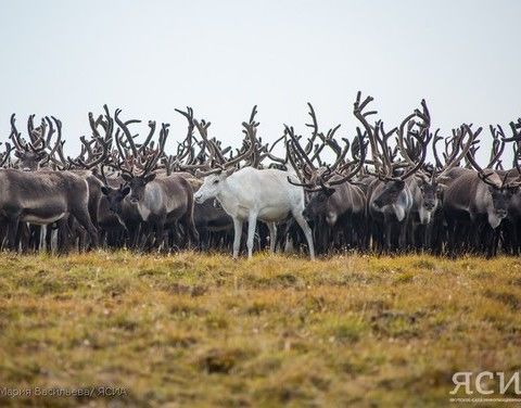 Поиски пропавших в Аллаиховском районе оленей будут продолжены