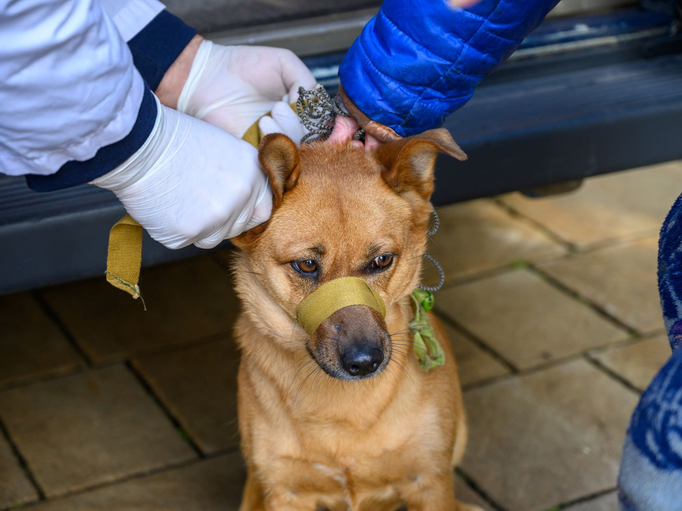 Чипировать и вакцинировать своих питомцев жители Котельников смогут 30 октября