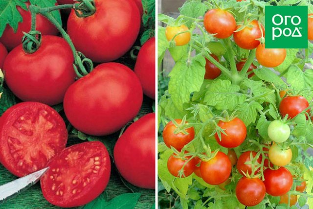 Лучшие низкорослые сорта помидоров для теплиц. Лучшие низкорослые сорта помидоров для теплиц. Низкорослые сорта томатов для теплицы. Сорта ранних томатов для открытого грунта в подмосковье. Семена томатов непасынкующиеся низкорослые.