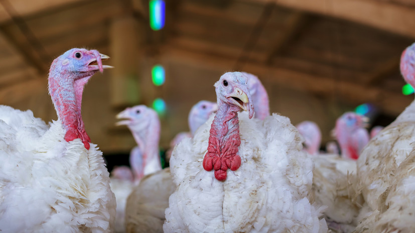 Во Франции выявили вспышку птичьего гриппа на ферме по выращиванию индейки