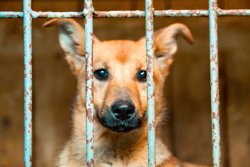 Эвтаназия разрешена не во всех странах мира 