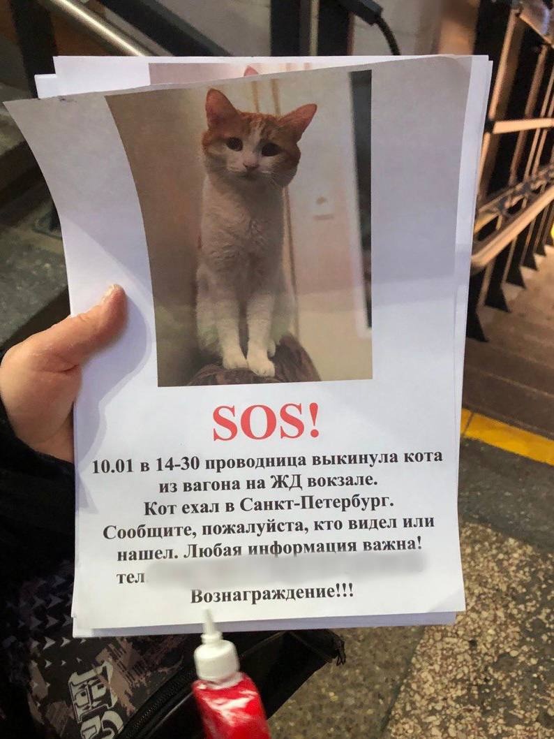 что будет с проводницей которая выбросила кота