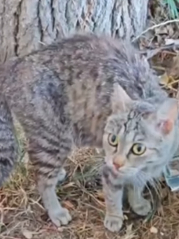 Потерявшей котят кормящей кошке в Улан-Удэ нашли приемного котенка