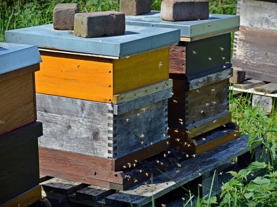 В Курской области женщина с аллергией на укусы пчел через суд хочет лишить соседку пасеки