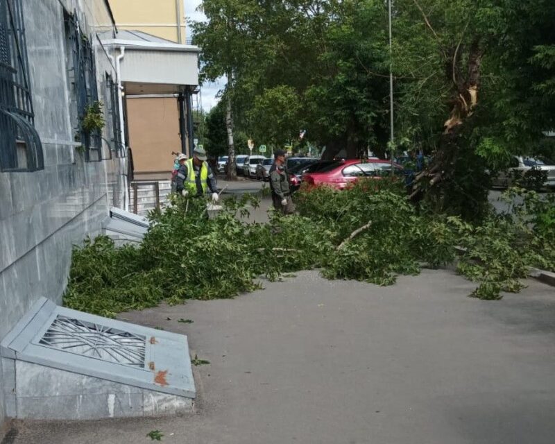 В Кирове активно убирают ветхие деревья