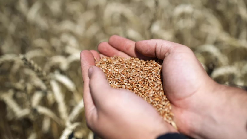 В МИД Китая выразили надежду, что зерновая сделка будет выполняться в полном объёме