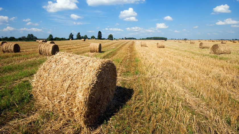 Новые технологии и рекорды по урожаю: аграрии региона подвели итоги уходящего года - gtrkamur.ru