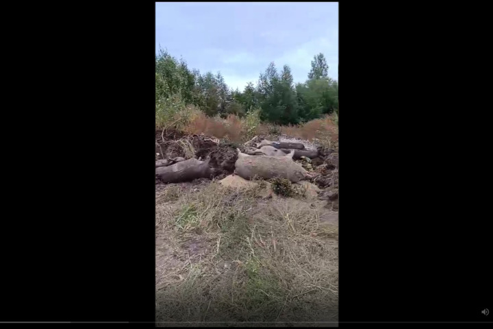 «Все трупы были обезличены»: в Саратовской области нашли чумные туши