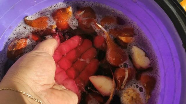 Замачивание лука в марганцовке перед посадкой: пропорции, сколько ...