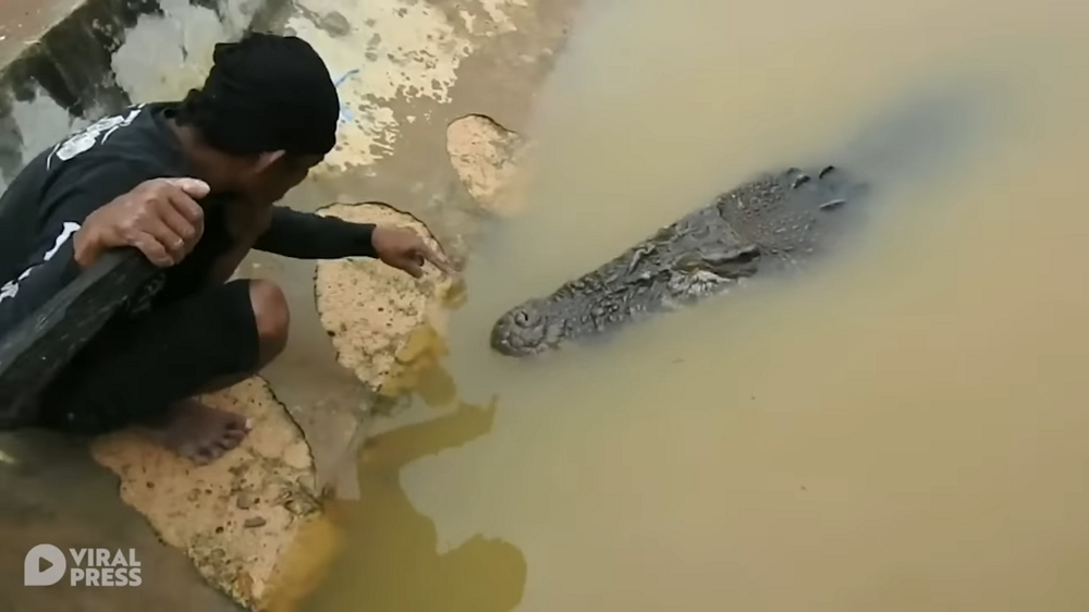 Индонезийский рыбак уже более 20 лет дружит с крокодилом