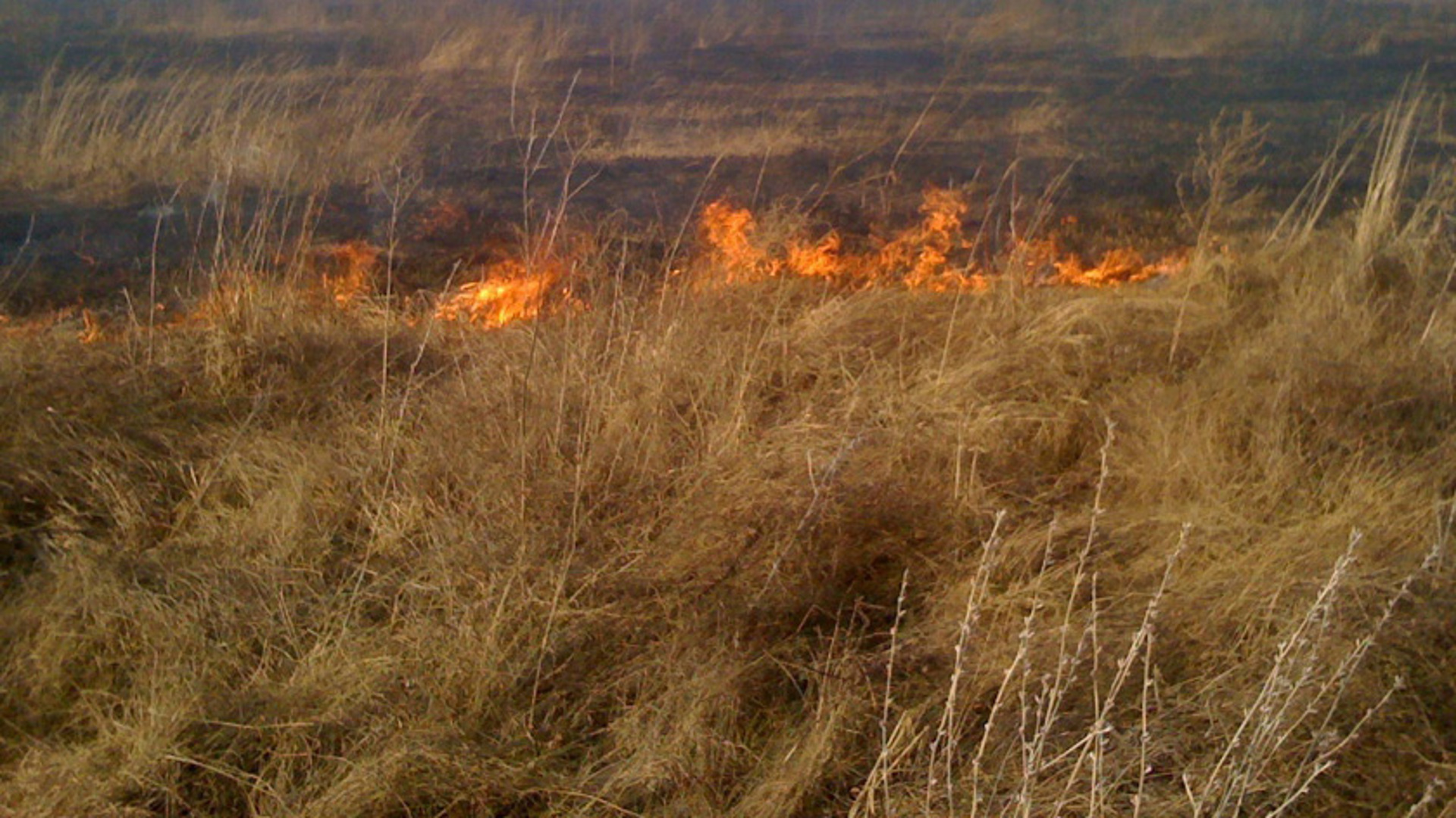 Почвенный пожар. Выгоревшая трава. Фото сгоревшей травы. Пал сухой растительности. Рал 3013.