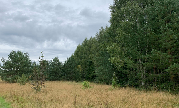 Беспилотник спас заблудившуюся в лесу пенсионерку под Кировом