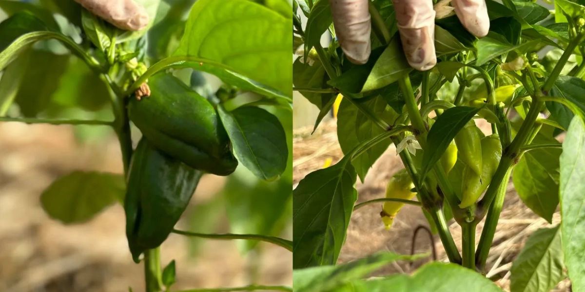 Зачем нужен перец. От острого перца болит живот. Сладкий перец мужской и женский. Зачем нужен перец. Перец острый интересные факты.