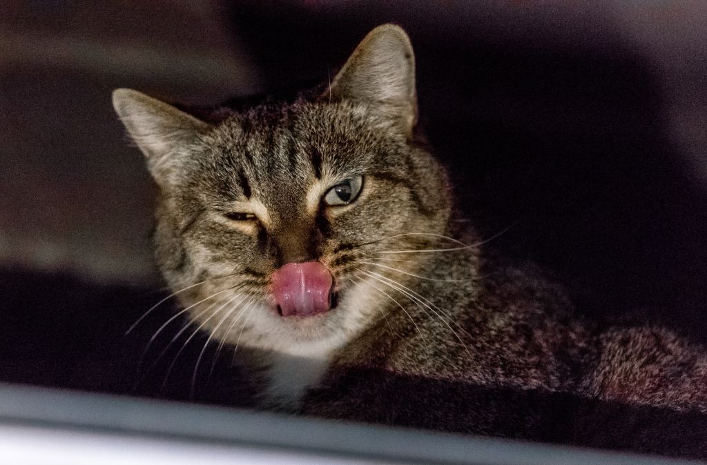 Кот-нелегал и кот-прапорщик вошли в ТОП самых знаменитых котиков 2025 года