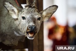 Отравление косуль стало основанием для уголовного дела в Курганской области