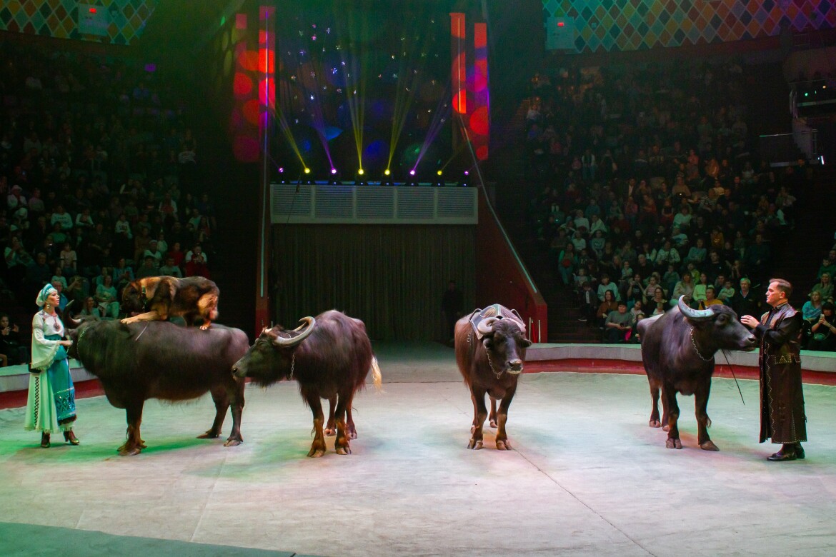 Цирк казань. Цирк казань афиша. Казанский цирк афиша на август. Цирк казань. Казанский цирк зал.