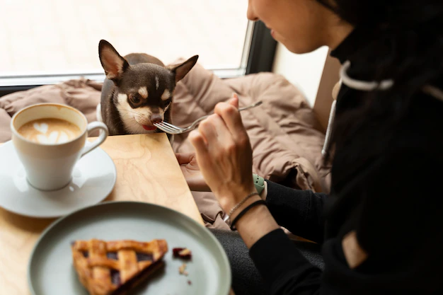 View of adorable chihuahua dog getting some treats at home