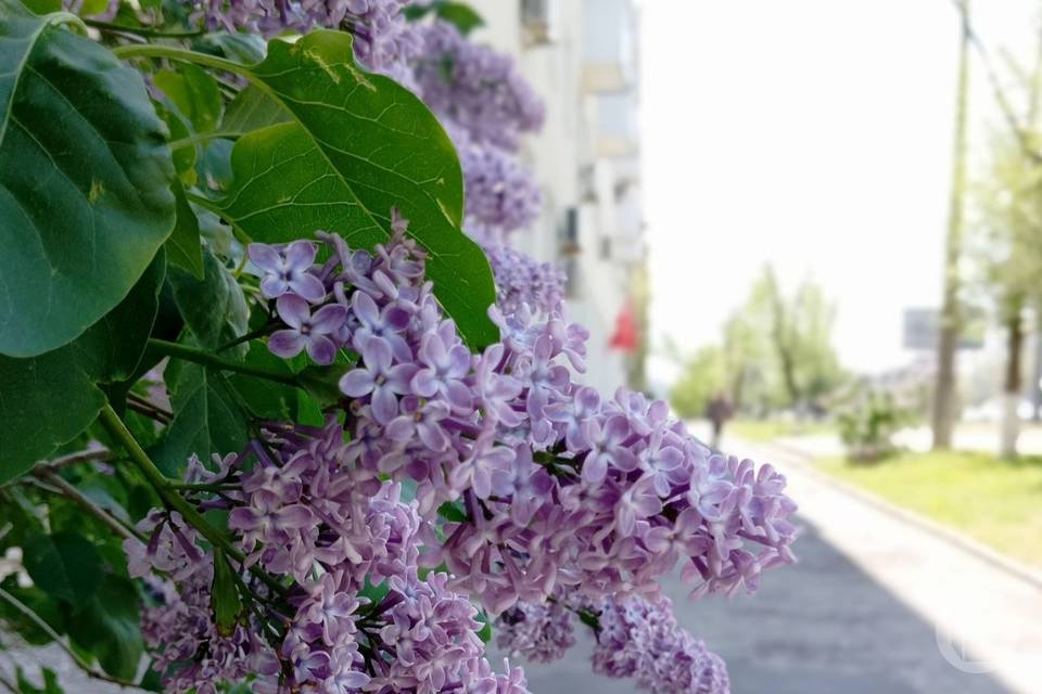 Что нельзя делать 12 мая: приметы дня Девяти целителей