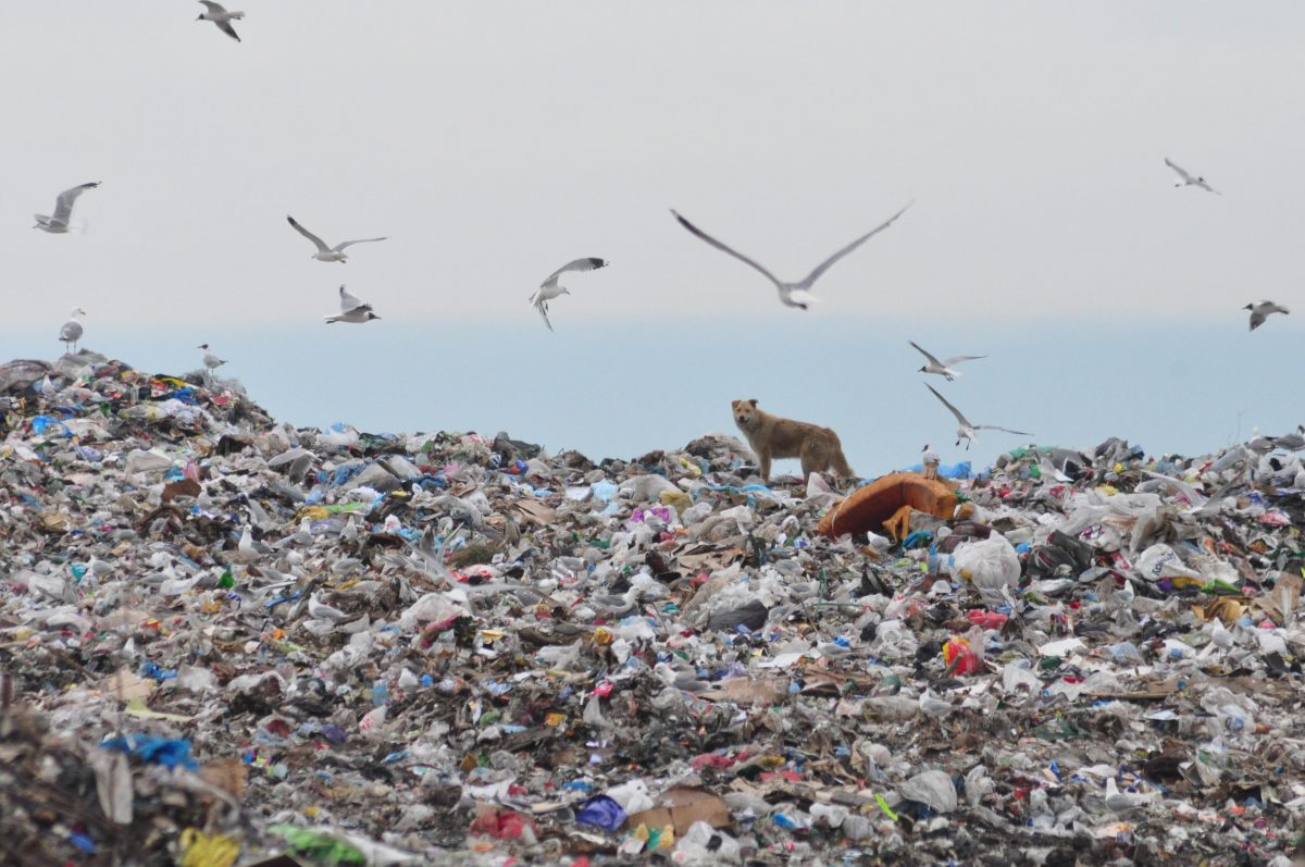 Патент на отпугивание птиц с мусорных полигонов зарегистрировали в России