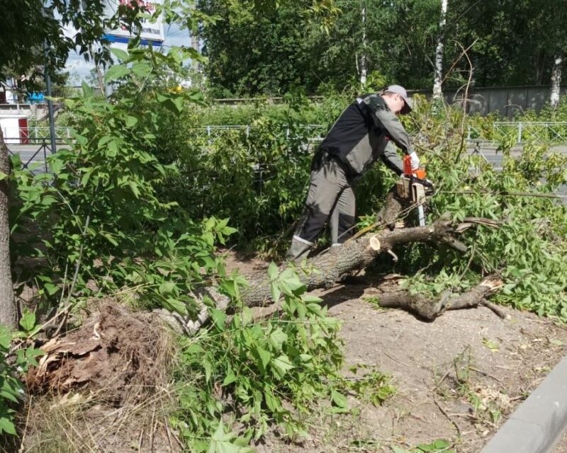 В Кирове активно убирают ветхие деревья