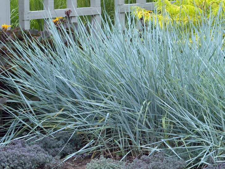 Колосняк природная зона. Leymus arenarius Blue Dune. Leymus arenarius (Blue Lime grass).