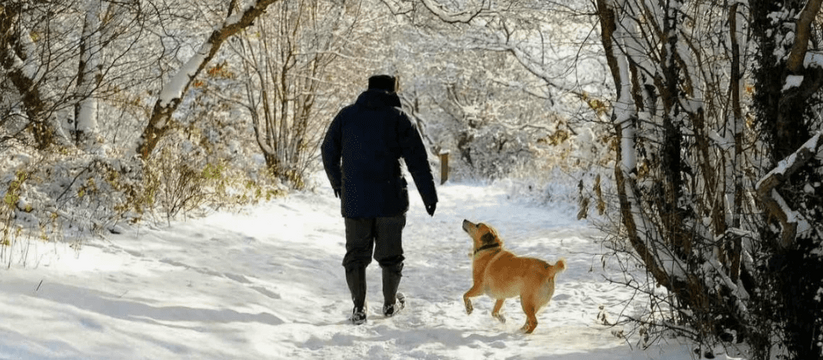 Январские снегопады предупреждают о непростом лете: эколог рассказал о народных приметах зимы