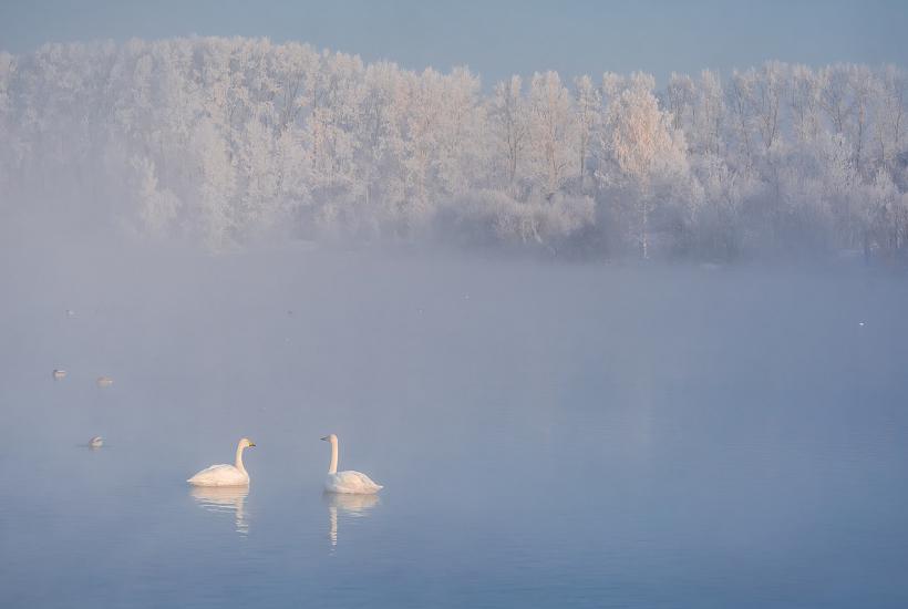 Лебединое (Светлое) озеро, Алтайский край