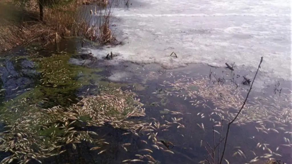 В латвийских озёрах из-за толстого льда задыхается рыба