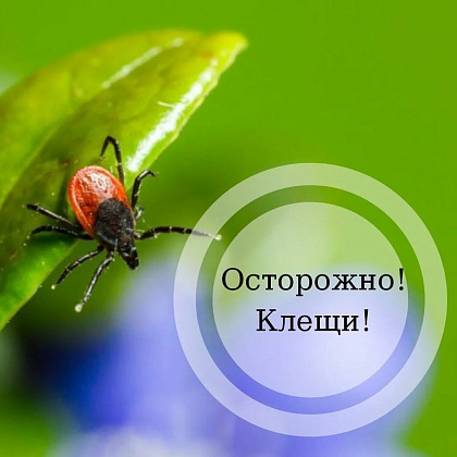 Осторожно, клещи! Где в Москве сдать клеща на исследование