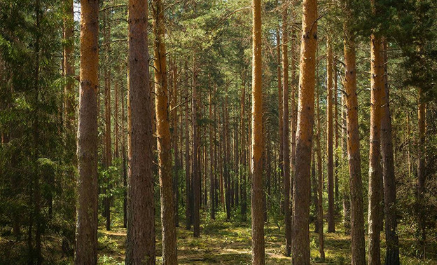 В Кировской области проводят санитарные рубки для восстановления лесов