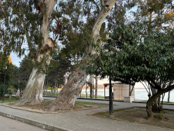 В СУХУМЕ СОЗДАНА КОМИССИЯ ПО ОХРАНЕ И ЗАЩИТЕ ЗЕЛЕНЫХ НАСАЖДЕНИЙ