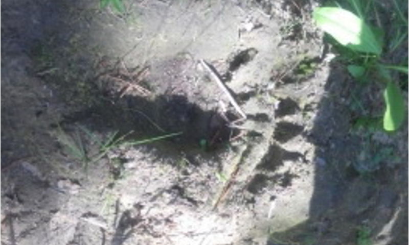 В национальном парке «Плещеево озеро» ограничили посещение троп из-за брачного периода медведей